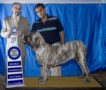 Matriz - Fila Brasileiro Tigrado - Canil Singular - Cocada